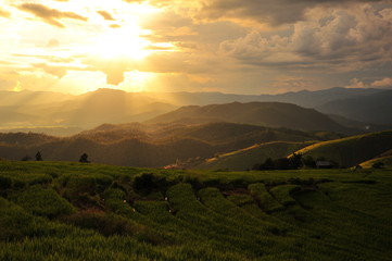 Sunset on Rice Fields Landscape