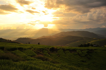 Sunset on Rice Fields Landscape