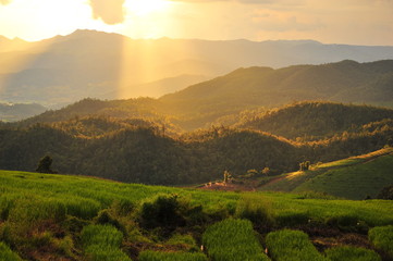 Fototapeta premium Sunset on Rice Fields Landscape