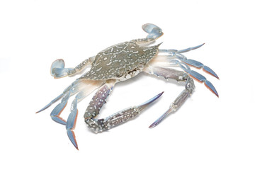 Crab isolated on white background