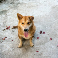 Dog, tongue hanging out, sitting on a cement floor.