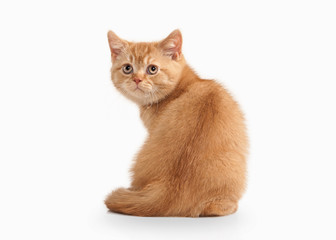 Cat. Small red british kitten on white background