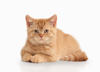 Obraz premium Cat. Small red british kitten on white background