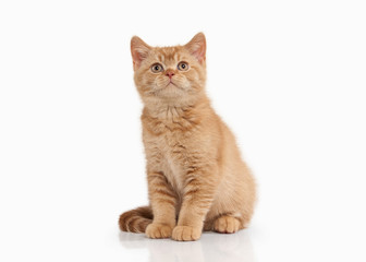Cat. Small red british kitten on white background