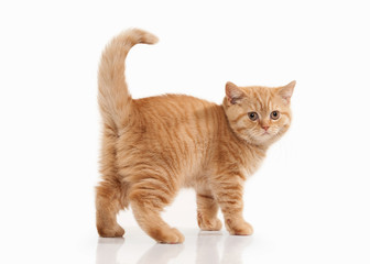 Cat. Small red british kitten on white background