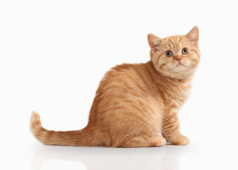 Cat. Small red british kitten on white background