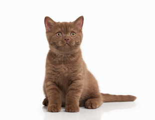 Cat. Small cinnamon british kitten on white background