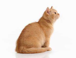 Cat. Small red british kitten on white background