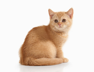 Cat. Small red british kitten on white background