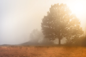 Obraz na płótnie Canvas Fresh foggy morning on a wild meadow