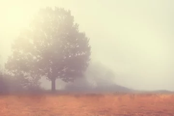 Printed kitchen splashbacks Salmon lonely single tree in a beautiful misty landscape