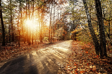Solar autumn forest path in a beautiful forest