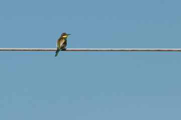 European bee-eater (Merops Apiaster) looking to the right