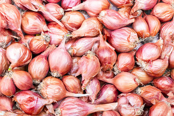 Shallot - Asia red onion - Allium ascalonicum.