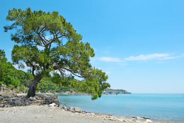 Big beautiful tree