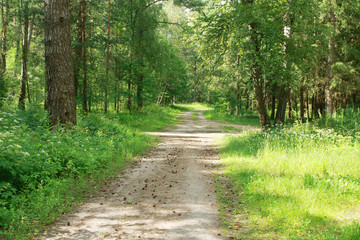 Fototapeta premium Spring forest, Finland