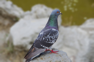 Rock Dove (Rock Pigeon)