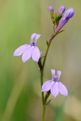 petite orchidée sauvage