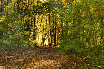 Waldweg mit herbstlich verfärbtem Laub