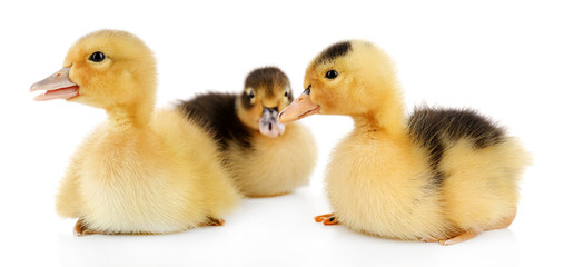 Little cute ducklings isolated on white