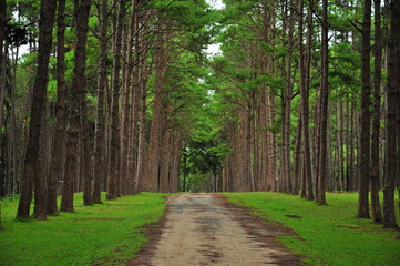 Obraz premium Pine Trees in the Forest