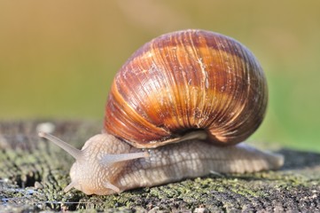 Burgundy snail