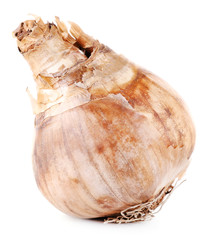 Flower bulb isolated on white