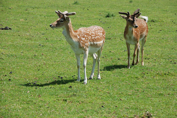 Fallow Deer (Dama dama)