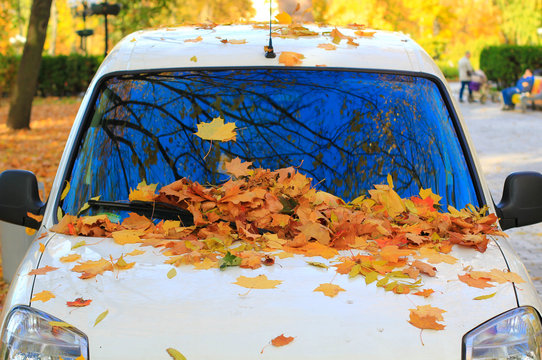 yellow maple leaves on the car windshiled