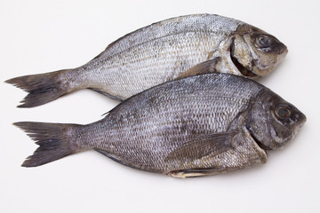 Isolated fresh bream