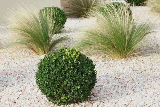 massif de buxus et gramin&eacute;es