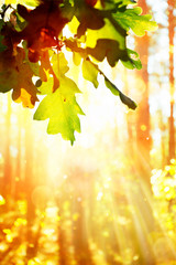 Fototapeta na wymiar Art Beautiful autumn background with leaves
