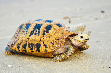 Turtle a large marine reptile with a bony or leathery shell