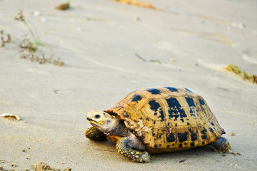 Turtle a large marine reptile with a bony or leathery shell