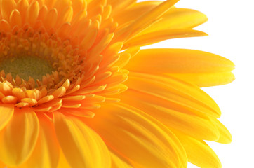 The gerbera flower isolated on white