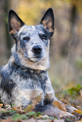 Fall portrait of Australian cattle dog
