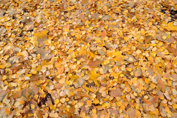 .fallen leaves background