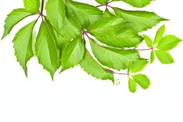 Leaves of wild grape on white background.