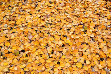 .fallen leaves background