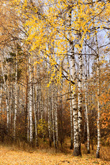 trunks of birch trees in autumn