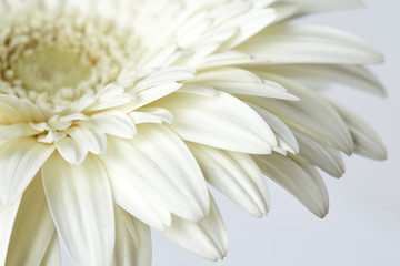 White gerber flower - obrazy, fototapety, plakaty