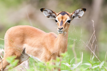 A wild baby Impala antelope feeding on leaves in the rain