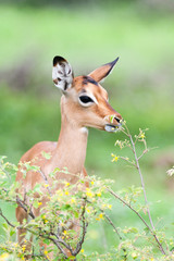 A wild baby Impala antelope feeding on leaves in the rain