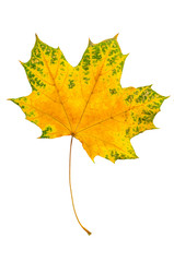 Maple leaf