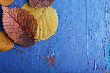 Yellow leaves on blue wooden background