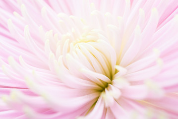 Fototapeta premium flower