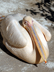 Great pelican (Pelecanus onocrotalus) close