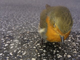 Passerotto triste