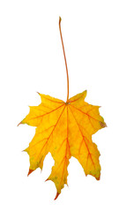 Autumn leaf isolated on white