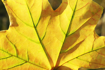 Beautiful autumn maple leaf, close-up